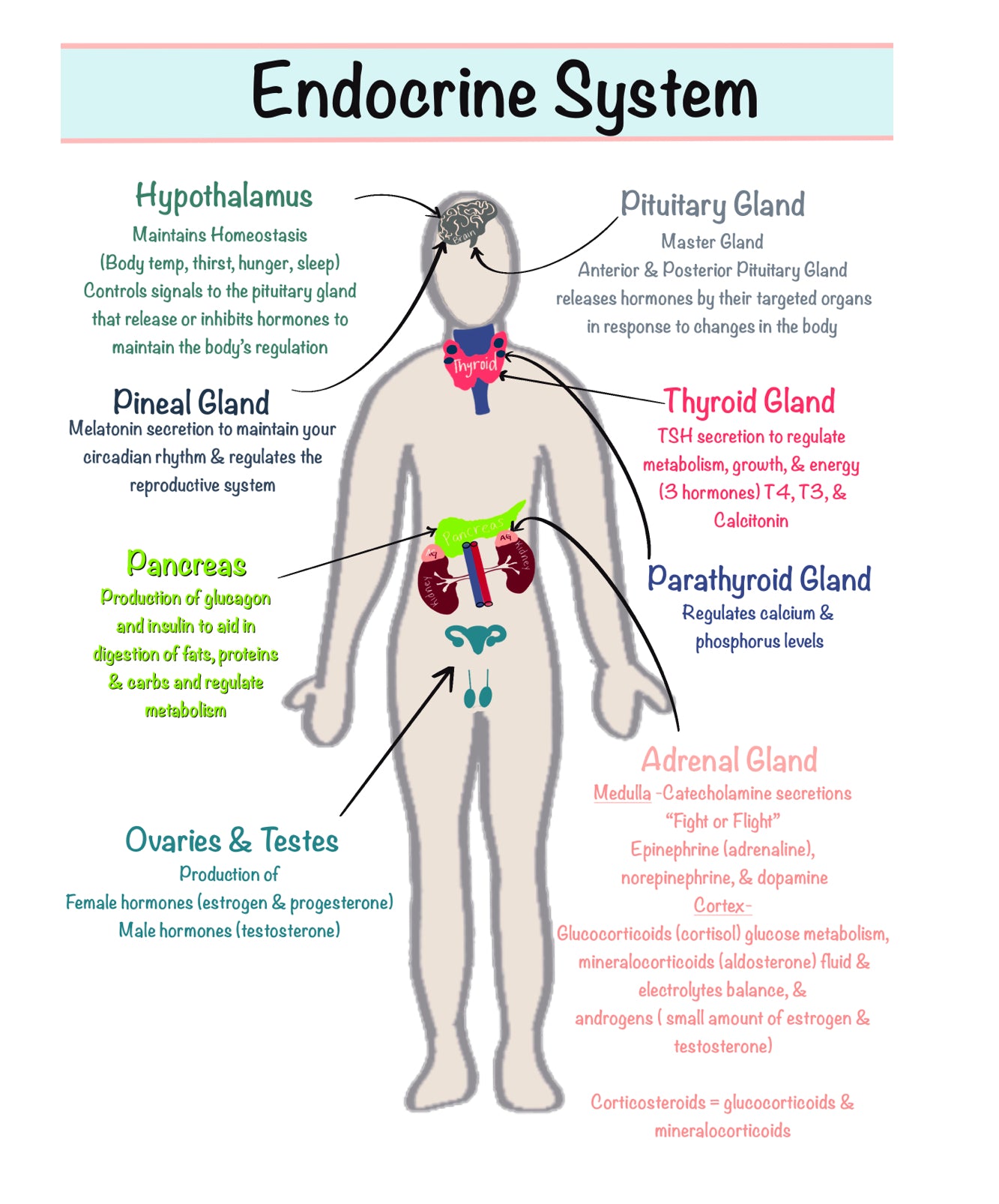 Ultimate Nursing Study Bundle